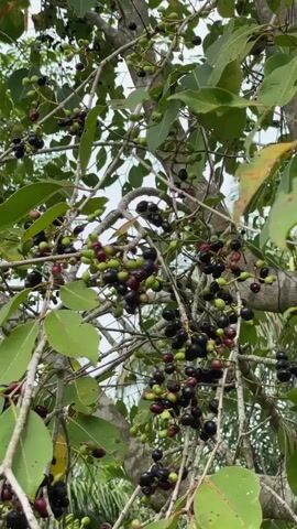 The video opens with a close-up view of branches laden with dark purple and green berries, likely on a tree. The camera then pans upwards and to the right, revealing lush green foliage and the sky. The perspective shifts to a medium shot of a large palm tree covered in greenery, with other palm trees visible in the background. The scene appears to be outdoors, possibly in a tropical or subtropical environment.
