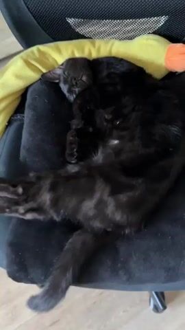 The video shows a black cat sleeping on a black cushioned chair. The cat is lying on its back with its paws in the air. A yellow pillow is behind the cat's head. A person's hand is visible in the lower left corner of the frame, gently touching the cat's fur. The background is out of focus but appears to be an indoor setting with light-colored flooring.
