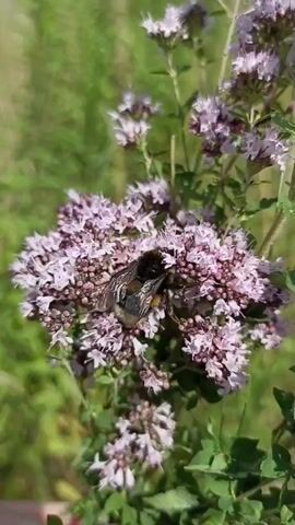This is a short video clip showing a bumblebee foraging on a cluster of purple oregano flowers. The scene is outdoors, with green foliage in the background, suggesting a natural setting like a garden or field. The sunlight appears to be bright, casting clear shadows, indicating it is likely daytime. The focus is on the bumblebee, which is fuzzy and has black and yellow markings, actively engaged in collecting nectar or pollen from the delicate purple blossoms. The flowers are small and clustered together, forming a dense head. The camera is positioned relatively close to the subject, providing a detailed view of the bee and the flowers. No people are visible, nor is any text present in the video. The overall mood is peaceful and natural, highlighting the interaction between wildlife and flora. The location context of Velykyi Oleksyn, Ukraine, suggests this could be a common sight in rural or natural areas of that region during flowering season.