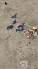 Pigeons feeding and wind chime observed in quiet moments