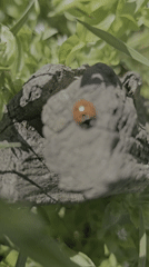 Ladybug observed resting on weathered rock in Burgas, Bulgaria