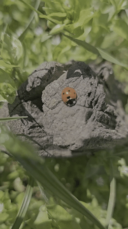Ladybug observed resting on weathered rock in Burgas, Bulgaria