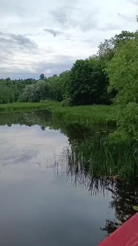 The video shows a natural landscape with a body of water in the foreground and a dense forest in the background. The water is calm and reflects the sky and the trees. Tall green grass grows along the edge of the water. The sky is overcast with clouds. The scene is peaceful and serene, suggesting a natural setting such as a lake, river, or pond in a wooded area.