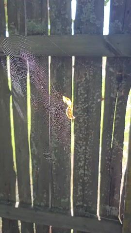 A spiderweb is strung between two wooden fence posts. A single yellow leaf is caught in the web. The fence is weathered and appears to be outdoors in a sunny environment. Sunlight filters through the gaps in the fence.
