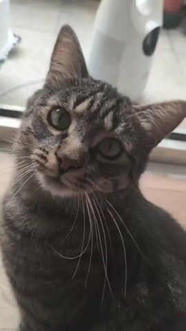 A tabby cat is on a light-colored wooden floor. The cat is looking up and to the left with its head slightly tilted. Its eyes are green. The cat has a black nose and long white whiskers. The cat's body is mostly in focus, and it is sitting upright with its front paws visible. In the background, there is a white object that appears to be a bottle or container, and a window or glass door. The floor has a subtle wood grain pattern. There is also a small portion of a rug with a black and white pattern visible in the lower left corner of the frame. The cat moves its paw in the second and third frames of the video.