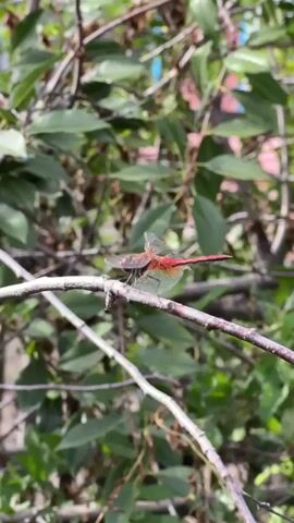 A close-up video shows a red dragonfly perched on a thin branch. The dragonfly has transparent wings and a red body with black accents. The background is blurred, consisting of green leaves and some hints of pink and blue. The lighting suggests it is daytime, likely outdoors in a natural setting. The video is short, with the dragonfly remaining stationary on the branch.