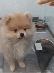 Puppies, rabbits, and ice cream at a pet store mall stop