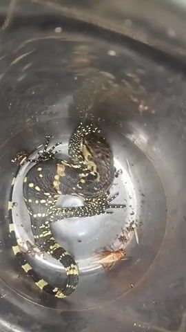 The video shows a juvenile water monitor lizard inside a silver bucket. The lizard has black and yellow markings on its body and tail. There is also a dead insect or cricket inside the bucket with the lizard. The lizard appears to be resting or possibly eating the insect.
