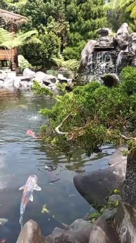 A tranquil koi pond is captured from a close-up perspective, with a lush green pine branch in the foreground obscuring part of the scene. In the clear water, several koi fish are visible swimming. One large, white and orange koi is prominent in the lower center of the frame, while a smaller red koi can be seen further back, near a small cascading waterfall. Another pale yellow koi is partially visible at the bottom left of the frame. The pond is surrounded by rocks and vegetation, with a wooden structure and ferns visible in the background, suggesting a Japanese-inspired garden setting. The water appears calm, with ripples indicating the movement of the fish and the waterfall. The overall atmosphere is one of serenity and natural beauty.