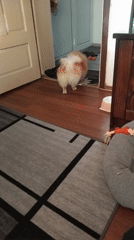 Pomeranian dog's afternoon routine documented in Apriltsi home