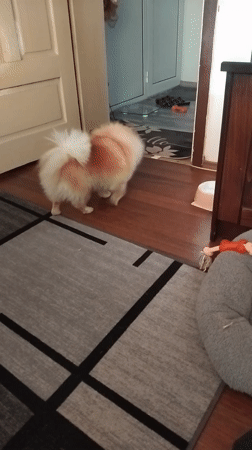 Pomeranian dog's afternoon routine documented in Apriltsi home