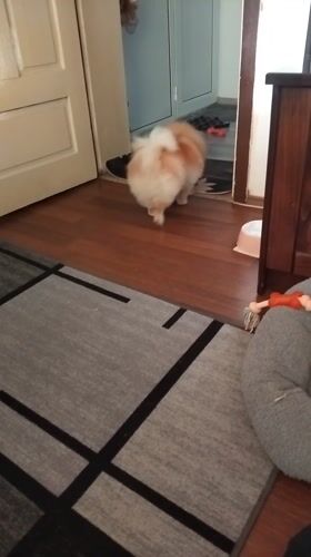 Pomeranian dog's afternoon routine documented in Apriltsi home