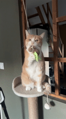 Orange cat plays and receives attention in Wattrelos home