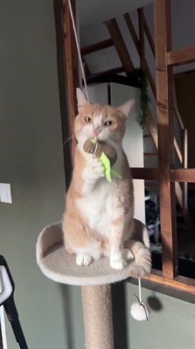 Orange cat plays and receives attention in Wattrelos home