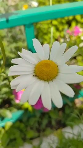 This close-up, vertical video features a white daisy with a yellow center. A small, dark insect, possibly an ant, is visible on the flower's petals. The daisy is in focus, with its petals slightly bent. In the background, blurred green foliage and bright pink flowers are visible, suggesting an outdoor garden setting. A turquoise-colored railing or fence runs horizontally across the upper portion of the frame. The lighting suggests it is daytime, likely sunny, given the brightness and natural colors.

A person's hand with orange-painted fingernails enters the frame from the right side of the video, reaching towards the daisy. The hand briefly touches or hovers near the flower, causing a slight movement. The interaction suggests a gentle observation or appreciation of the flower. The overall mood is peaceful and natural. There is no visible text in the media file. The location context is Saransk, Russia.