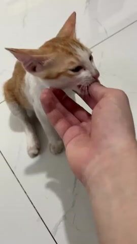 A human hand is gently interacting with a small, ginger and white kitten. The kitten is sitting on a white tiled floor and appears to be sniffing or licking the hand. The kitten's body language suggests curiosity and possibly a slight wariness. The environment appears to be indoors with a plain, tiled floor.