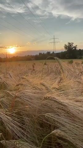 The video shows a field of wheat or barley at sunset. The sun is low in the sky, casting a warm glow over the scene. Tall power lines and a pylon are visible in the background, as well as trees and a road. The wheat stalks are golden and appear to be swaying slightly in the breeze. The sky is a mix of blue and orange clouds. The camera is positioned low to the ground, giving the viewer a close-up perspective of the wheat field.