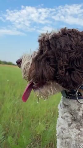 A close-up shot shows the head of a brown and white fluffy dog in profile, with its tongue hanging out and panting. The dog is outdoors in a grassy field with a blue sky and white clouds in the background. The focus is on the dog's face and its wet tongue.