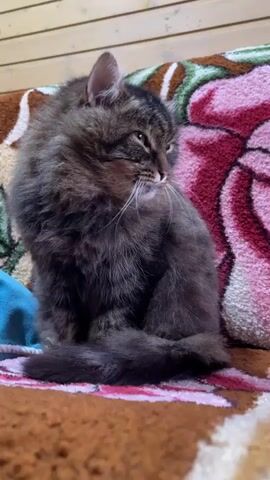 The video shows a fluffy, tabby cat sitting on a colorful patterned cushion. The cushion has brown, pink, white and green floral designs. The cat is mostly gray and brown with some white hairs. The cat starts by sitting upright looking to the right. It then bends down to groom itself, licking its paw and rubbing it on its face. A blue piece of cloth is visible next to the cat. The background appears to be a wall made of light-colored wooden planks. The sound of voices talking is present in the audio.