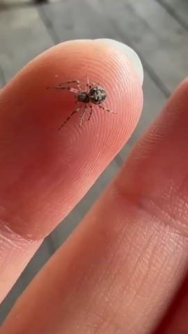 The video shows a small, dark-colored spider crawling on the fingertip of a person's index finger. The spider has visible legs and a patterned abdomen. The person's fingernail is visible. The background is slightly blurred, showing what appears to be a wooden surface with diagonal slats. The camera is stable and provides a close-up view of the spider.