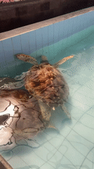 Morning scenes from Denpasar: sea turtles, markets, beaches