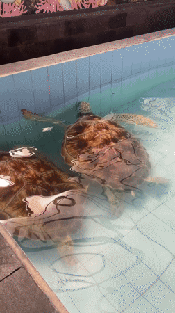 Morning scenes from Denpasar: sea turtles, markets, beaches