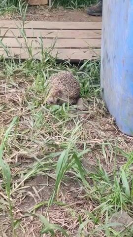 A hedgehog is the primary subject in this video, seen foraging on the ground. The scene is an outdoor area, likely a yard or garden, characterized by patches of green grass, dry leaves, and bare dirt. In the background, to the left, there are wooden planks, possibly part of a walkway or structure. To the right, a large blue barrel or container is partially visible. The hedgehog is light brown and tan with dark spines, and it moves slowly, sniffing the ground near the base of the blue barrel and the grass. A human foot or shoe is briefly visible in the background near the wooden planks at the beginning of the video, suggesting human presence nearby, but no person is fully shown. The lighting suggests it is daytime, possibly overcast, with no harsh shadows. There is no visible text. The overall atmosphere is calm, with the hedgehog seemingly undisturbed as it explores its surroundings.