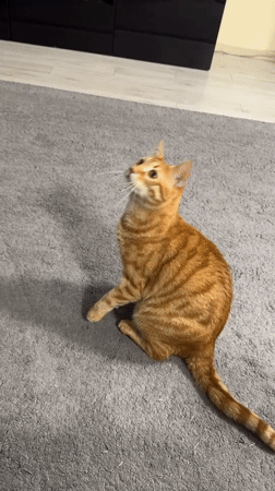 Ginger cat plays and lounges around a living room