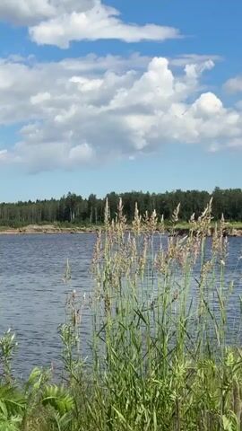 The video shows a view of a calm body of water, possibly a lake or river, with a forest line in the distance. The sky is blue with fluffy white clouds. In the foreground, tall grasses and reeds are swaying gently in the breeze. The lighting suggests it is daytime, likely a sunny afternoon. There are no people or visible signs of human activity, creating a natural and peaceful landscape scene.