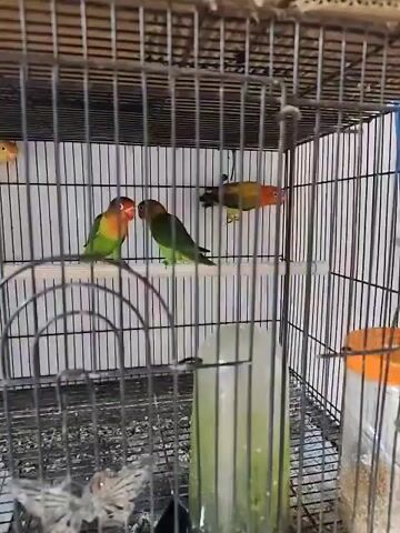 The video shows several small birds, likely lovebirds, in a cage. The cage is made of metal bars and has wooden perches. There is a water dispenser hanging inside the cage. The birds are various colors, including green, yellow, orange, and red. Some of the birds are perched on the wooden sticks, while others are moving around. The lighting in the video is dim.