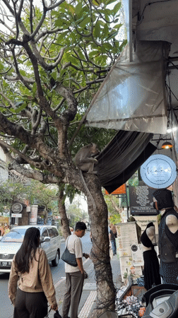 Monkey on a branch in Ubud, snacking mid-street