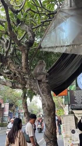 Monkey on a branch in Ubud, snacking mid-street