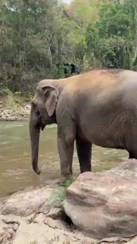 The video shows an elephant standing on the bank of a river, with forest in the background. The elephant is partially submerged in the water. The elephant is gray and appears healthy. The river is shallow and rocky. The video is shot from a static position.