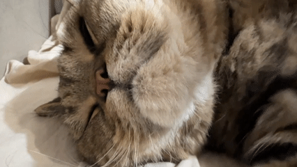 Tabby cat lounges on its back, gets belly rubs
