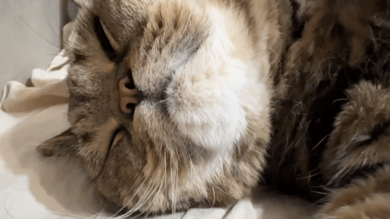 Tabby cat lounges on its back, gets belly rubs