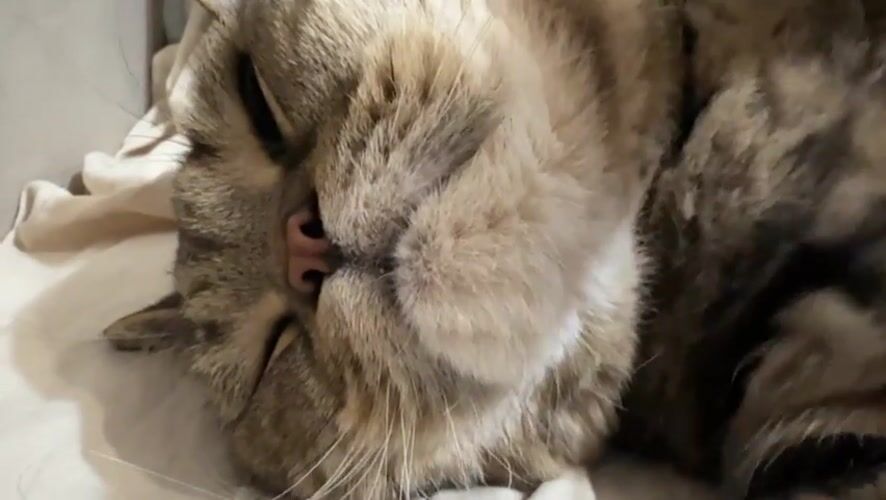 Tabby cat lounges on its back, gets belly rubs