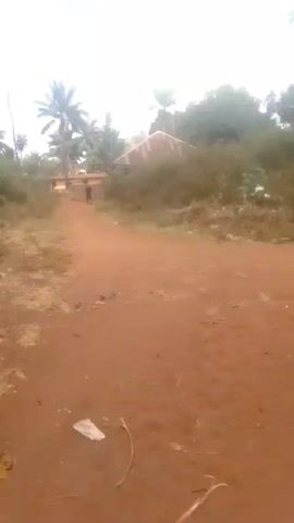 The video shows a dirt road in what appears to be a rural area. The road is reddish-brown and has scattered debris. In the distance, two figures are walking away from the camera down the road towards a building with a corrugated metal roof, partially obscured by trees and vegetation.  Palm trees and other foliage are visible along both sides of the road. The sky is overcast.