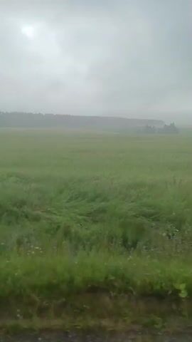 A wide shot captures a vast, green field under a heavily overcast sky. The grass is tall and appears to be swaying, possibly due to wind. In the distance, a dark line of trees forms a horizon. The overall atmosphere is muted and somewhat hazy, suggesting it might be raining or the light is diffused. The camera seems to be moving, creating a slight blur and suggesting the footage was taken from a moving vehicle or while walking. The foreground shows a patch of rougher, darker ground, possibly a dirt path or road. No people or animals are visible.