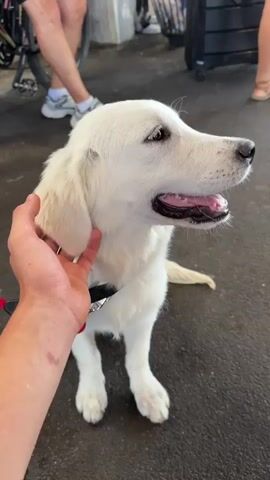 A person's hand pets a white dog's head and neck. The dog is sitting on a dark grey surface, possibly asphalt. The dog is looking to the right and has its mouth slightly open, showing its tongue and teeth. The dog is wearing a black harness with a red strap. In the background, out of focus, there are legs of people and bicycles. One person is wearing white sneakers.