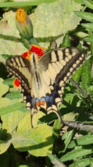 Butterflies, blooms, and green grapes in a Baku garden