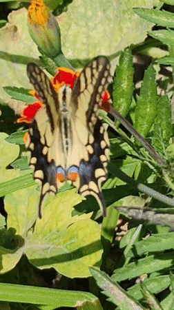 Butterflies, blooms, and green grapes in a Baku garden