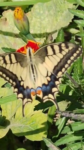 Butterflies, blooms, and green grapes in a Baku garden