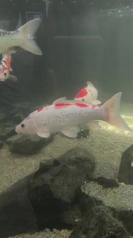 The video shows a school of koi fish swimming in a clear aquarium. The fish vary in color and pattern, with some being predominantly white with red markings, while others have a more complex mix of black, orange, and white spots. The aquarium floor is covered with gravel and rocks. The lighting is somewhat dim, but the fish are clearly visible. The camera pans slowly across the aquarium, allowing the viewer to observe the fish as they move through the water. In the background, there is a glimpse of what appears to be a reflection of people and possibly other aquarium decorations. The water is clear and still, indicating a well-maintained environment for the fish.