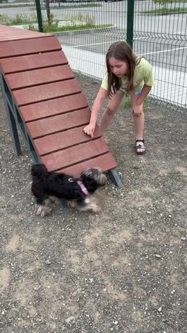 A young girl with brown hair, wearing a light green t-shirt and patterned shorts, is standing next to a dog agility ramp. She is reaching out her hand towards a small black and white dog that is sniffing the ground near the bottom of the ramp. The dog is wearing a pink collar. The ramp is made of brown wooden planks and has gray metal supports. The ground is covered in gravel. A green fence is visible in the background, with some buildings and trees beyond it. The girl is looking down at the dog.