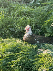 Spring family outing and wildlife spotted in Novopokrovskaya, Russia