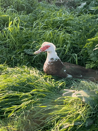Spring family outing and wildlife spotted in Novopokrovskaya, Russia