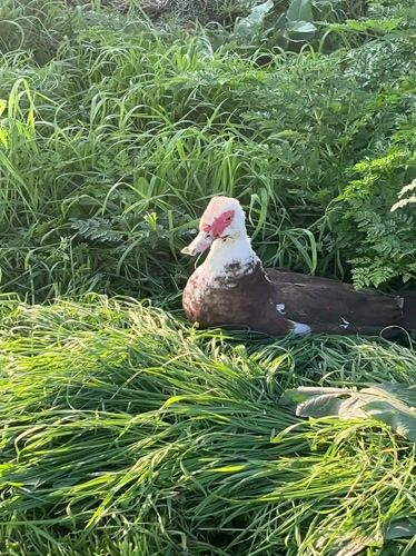 Spring family outing and wildlife spotted in Novopokrovskaya, Russia