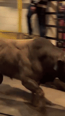 Livestock observed in New York facilities during evening hours
