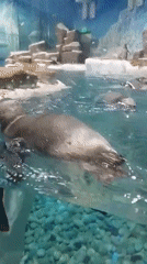 Underwater close-up of penguins moving through an aquarium enclosure
