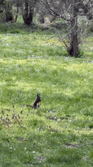 Squirrel feeding captured on video in Sofia park
